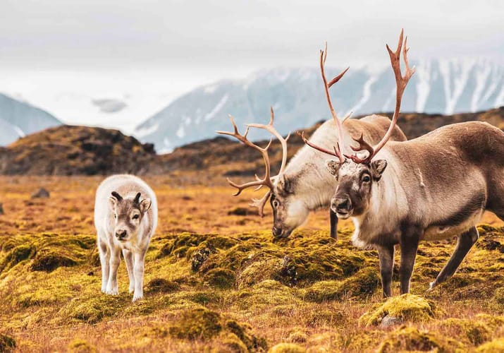 Svalbard, Rensdyr der græsser