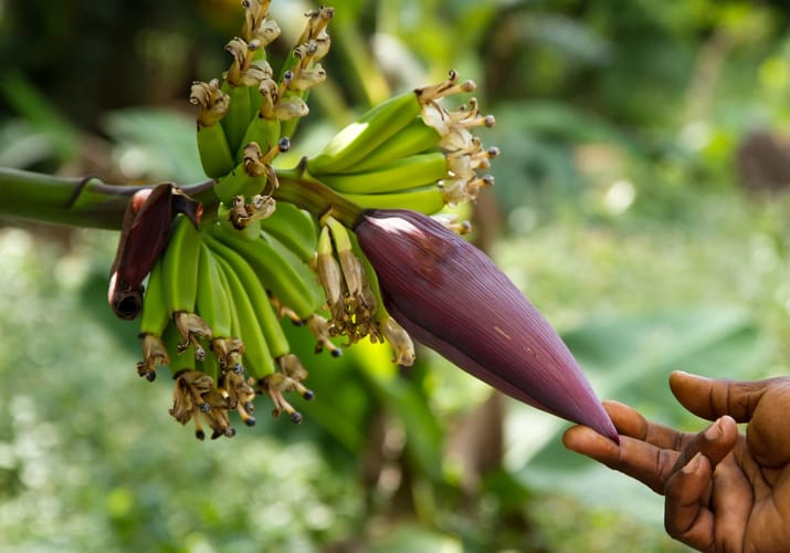 tanzania zanzibar stonetown flora fauna farverige kryddeier udflugt