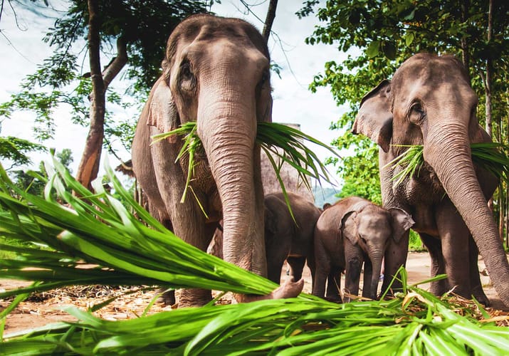 elefanter-i-thailand-i-elephant-hills
