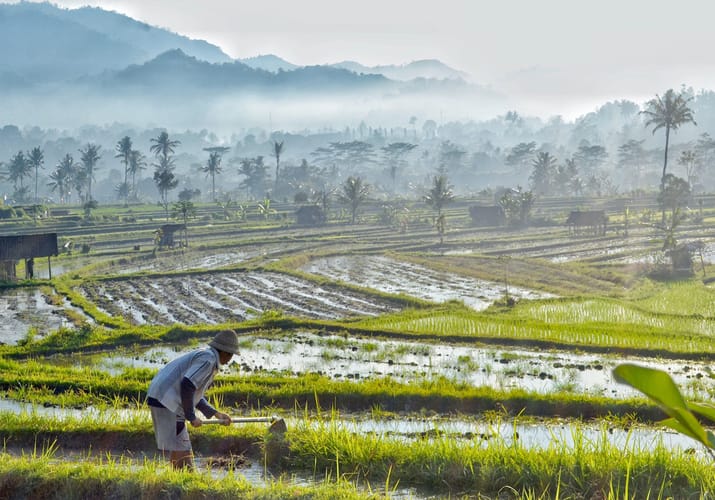 Indonesien Bali sidemen valley samanvaya ricefields