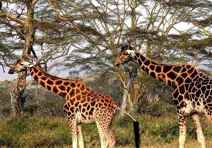 to giraffer p&aring; savannen