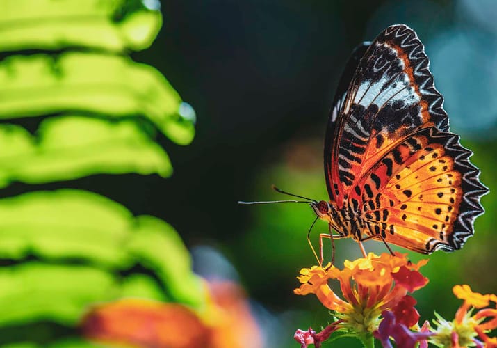 Malaysia east asian leopard lacewing sommerfugl skov