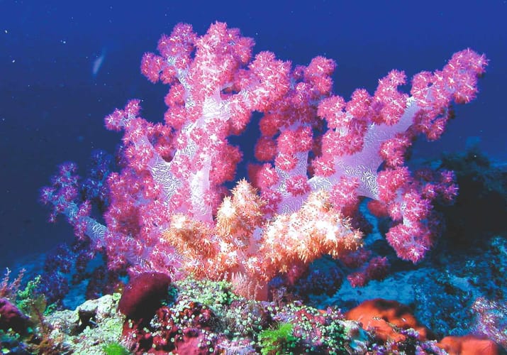 Rejser til Maldiverne, Constance Moofushi Maldives, dykning