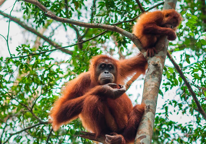 orangutan sumatras vilde skove
