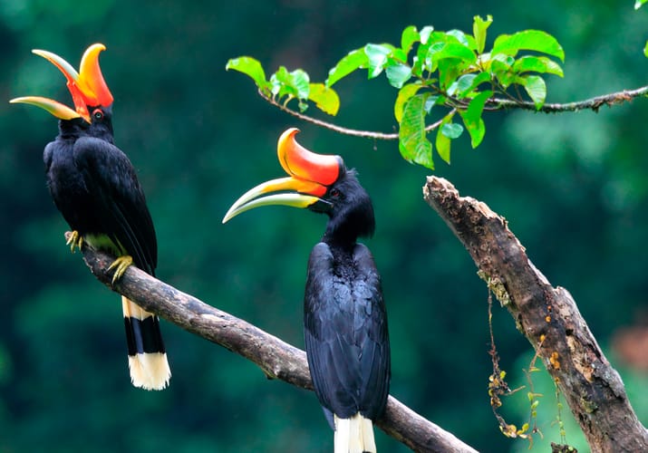 rhinoceros hornbill sumatra indonesien