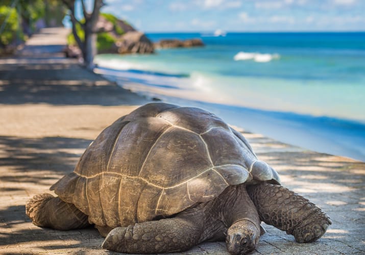 stor havskildpadde p&aring; stranden p&aring; seychellerne