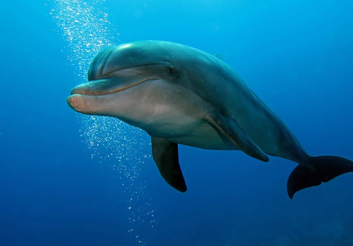 Spanien Tenerife delfin
