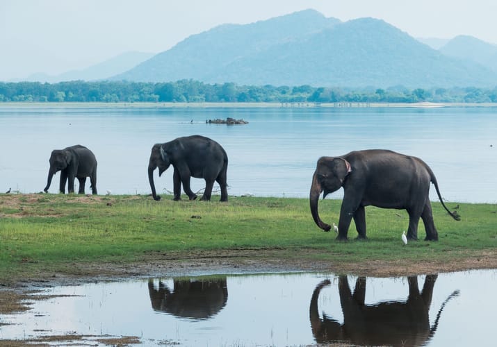 elefanter i sri lanka-Minneriya National Park