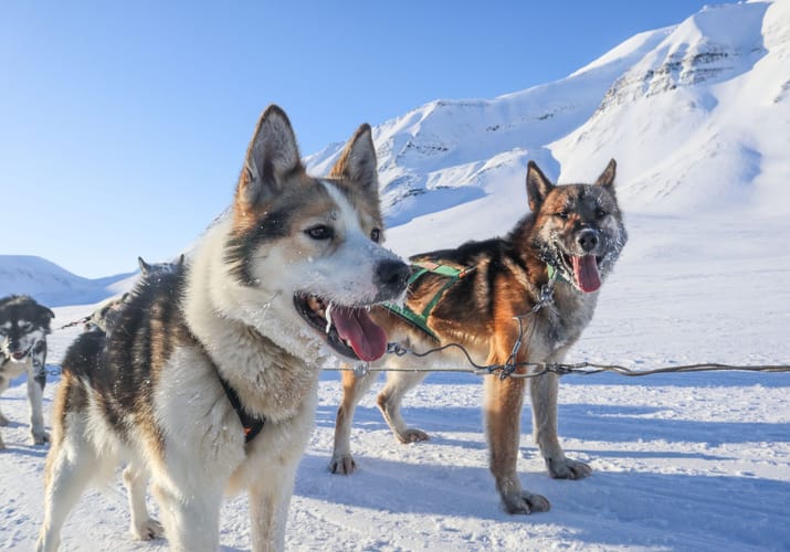 Svalbard hundeslaede bolterdalen foto evelinelunde svalbard scaled Hurtigruten