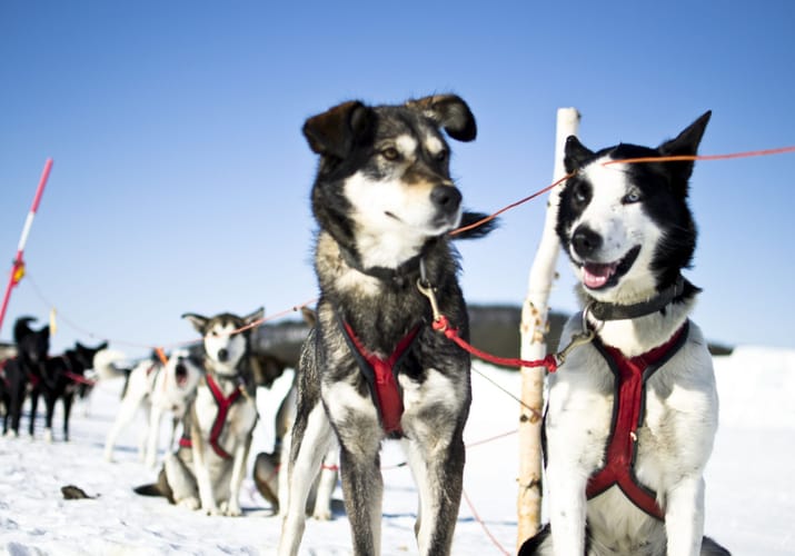 Sverige slaedehunde scaled ishotel