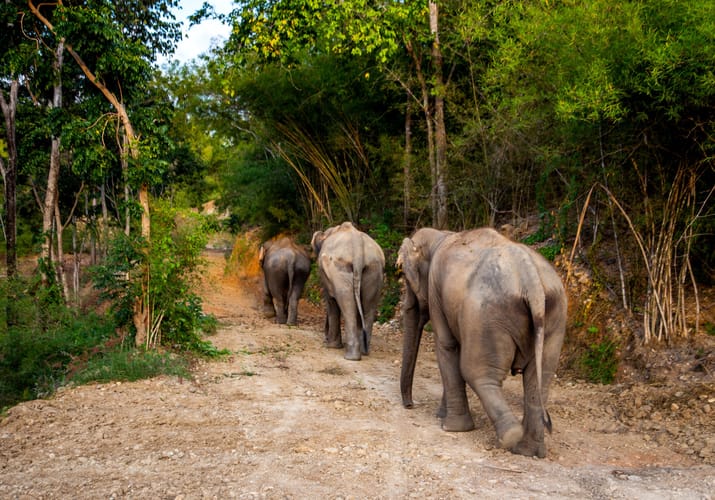 Thailand, Chiang Mai, The Bush Camp, Elephants walking