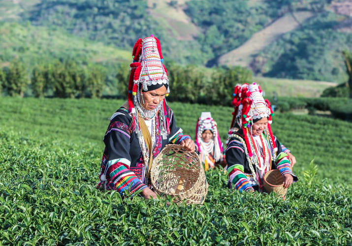kvinder i marken akha stammefolk i traditionel kl&aelig;dedragt i Chiang Rai iThailand