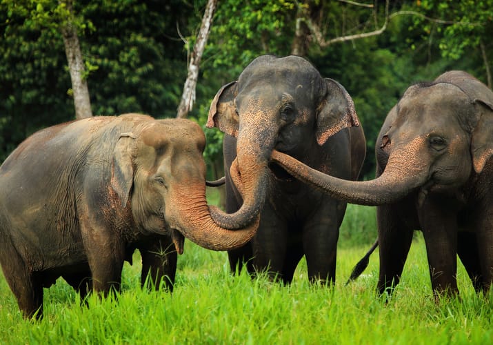 Thailand, Khao Sok, Elephant Hills, Elephants home