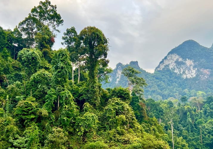 den frodige jungle ved khao sok i thailand