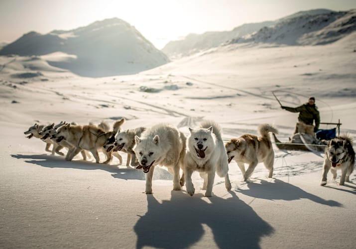 Gr&oslash;nland Ulloriaq Driving His Sled Dogs Near Sisimiut In Greenland kredit visit greenland