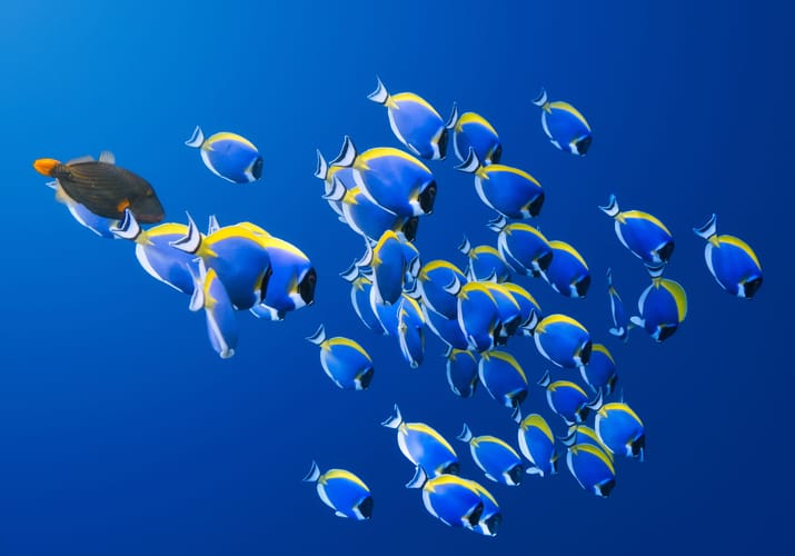 maldiverne avani plus fares snorkling fisk