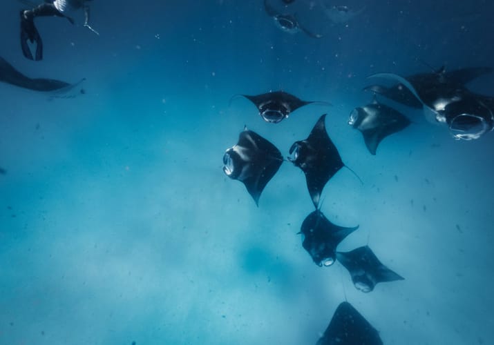 maldiverne avani plus fares snorkling manta rays hanifaru bay