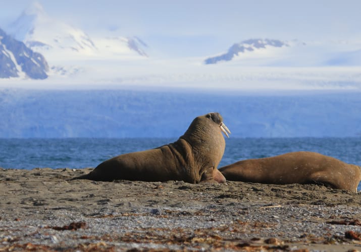 Norge svalbard mini whaleros sejltur
