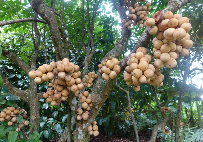 Thailand chanthaburi gems tur peber farm dag3