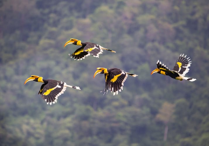 Indonesien Borneo naesehornsfugle flyver junglen