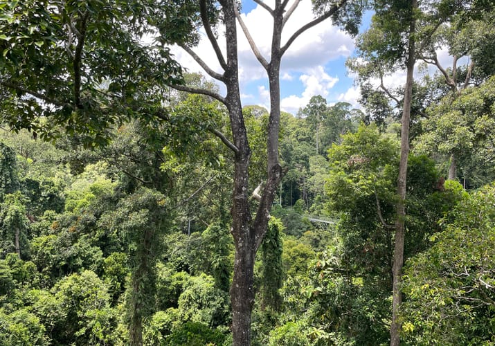 Indonesien Borneo uffe tur