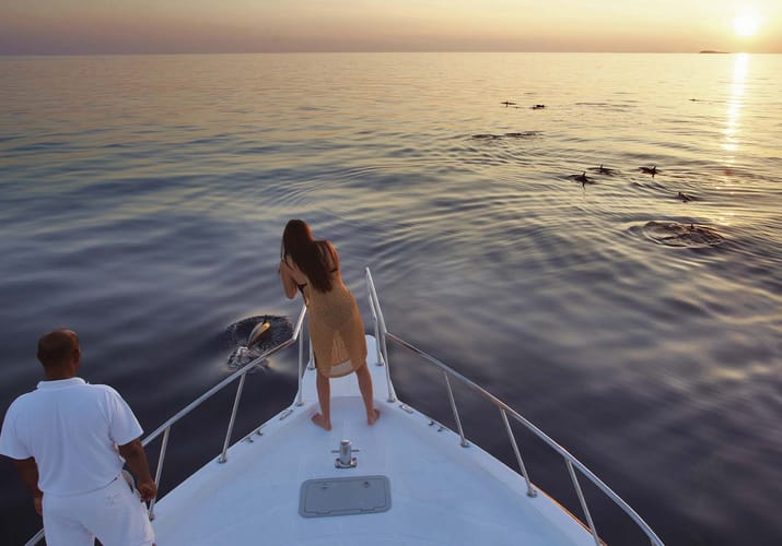 maldiverne soneva fushi dolphin sejltur