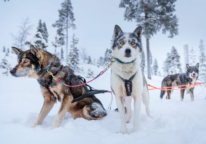 finland Lapland wilderness hotels husky scaled safari