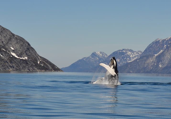 Gr&oslash;nland nuuk pukkelhval nuuk fjord foto klaus eugenius greenland