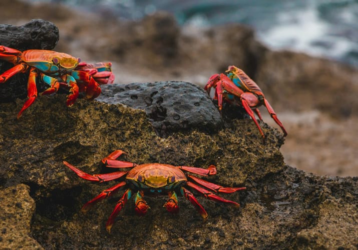 Sally Lightfoot krabber p&aring; Galapagos