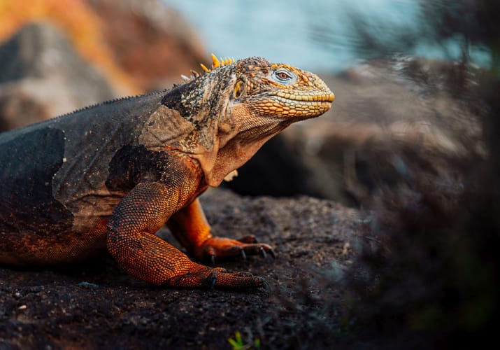 Landleguan på Galapagos – Hurtigruten ekspeditionsrejse i Ecuador