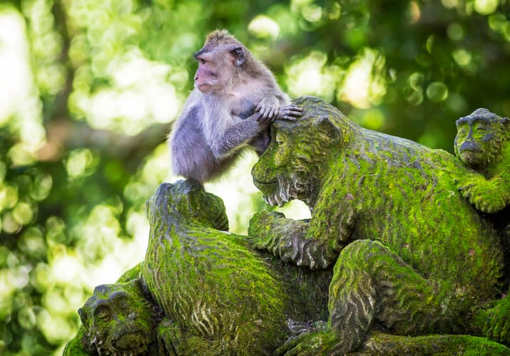 Abe sidder på mosdækket stenskulptur i Ubud Monkey Forest på Bali