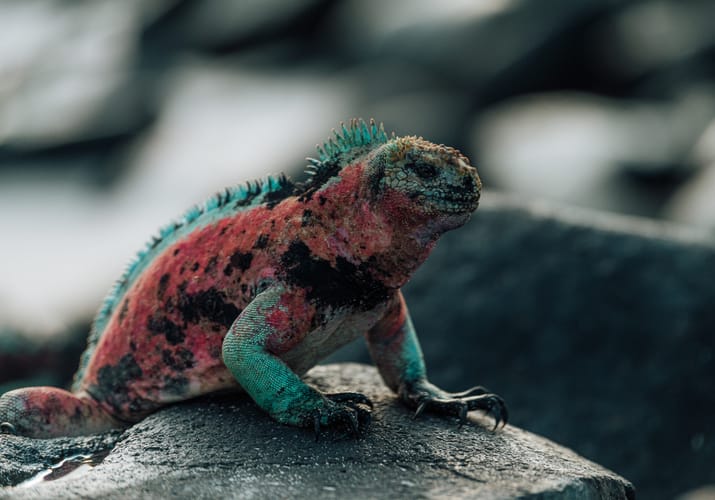 Farverig Marine Iguana p&aring; Espa&ntilde;ola Island, Galapagos
