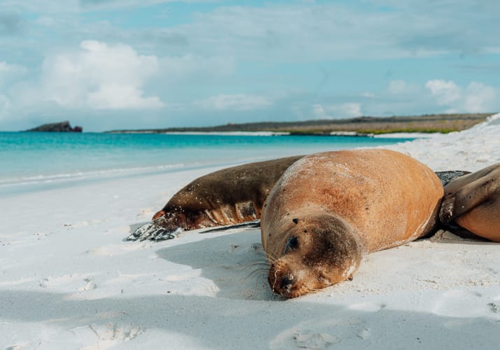S&oslash;l&oslash;ver p&aring; Espa&ntilde;ola, Galapagos