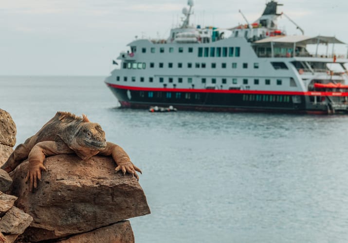 Landleguan soler sig p&aring; klipperne ved Galapagos&oslash;erne med HX Hurtigruten ekspeditionsskib i baggrunden