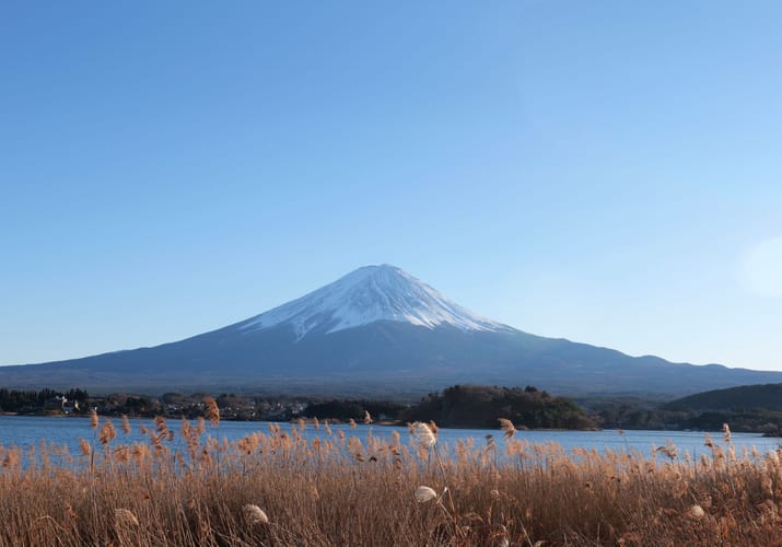 Mount Fuji med snev&aelig;kket top og gyldne gr&aelig;smark i forgrunden ved solnedgang
