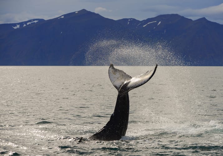 Knølhval der slår med halefinnen i islandske farvande med dramatiske bjerge i baggrunden - hvalsafari oplevelse