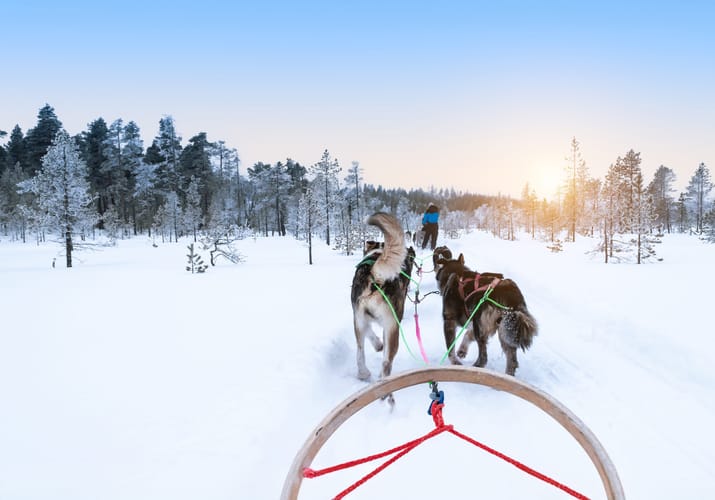 findland hundeslaede skoven scaled