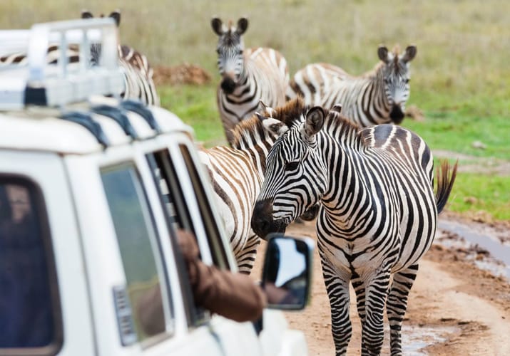 zebraer t&aelig;t p&aring; jeep