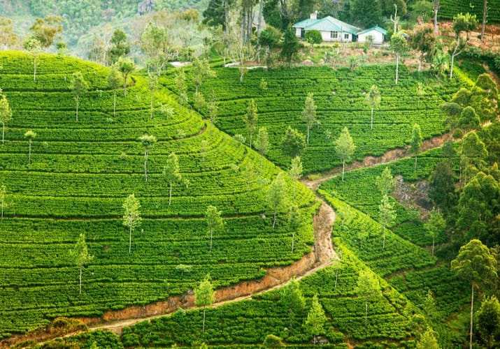 temarker højlandet sri lanka