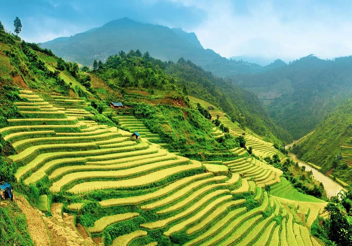 Mu Chang Chai rismarker i Vietnam