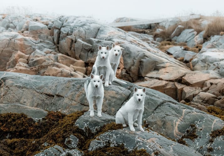 Gr&oslash;nland sl&aelig;dehunde