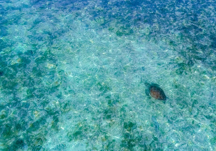 Rejser til Maldiverne, The Residence Maldives at Dhigurah, Skildpadde besøg