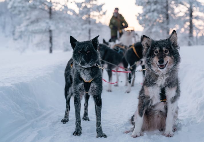 Norge Malangen Resort Huskys