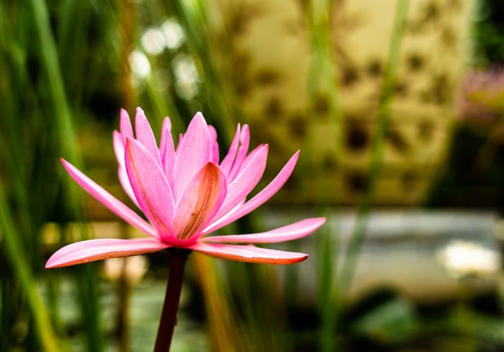 Vietnam ninh binh tam coc garden flower