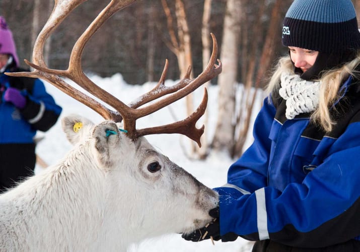 Finland, Finske Lapland Wilderness Hotel, Rensdyr, G&aelig;ster Fodre Rensdyr, Vinter, Sne 