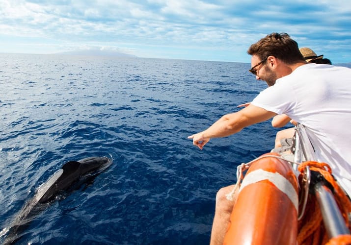 Tenerife delfin safari