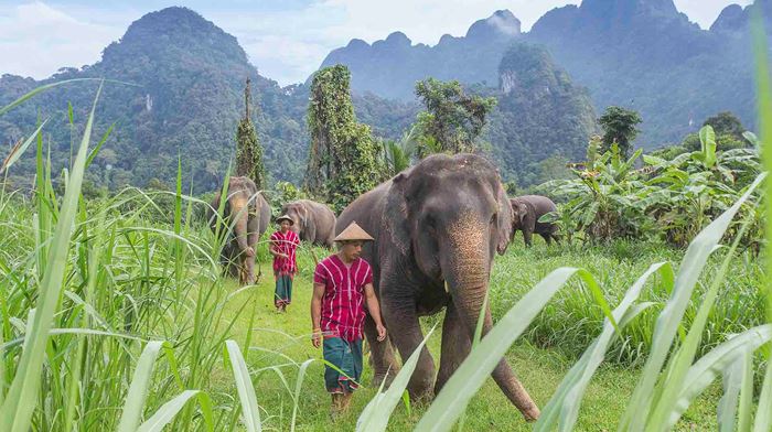 Elefanter, jungle og paradisstrande Thailand | Profil Rejser