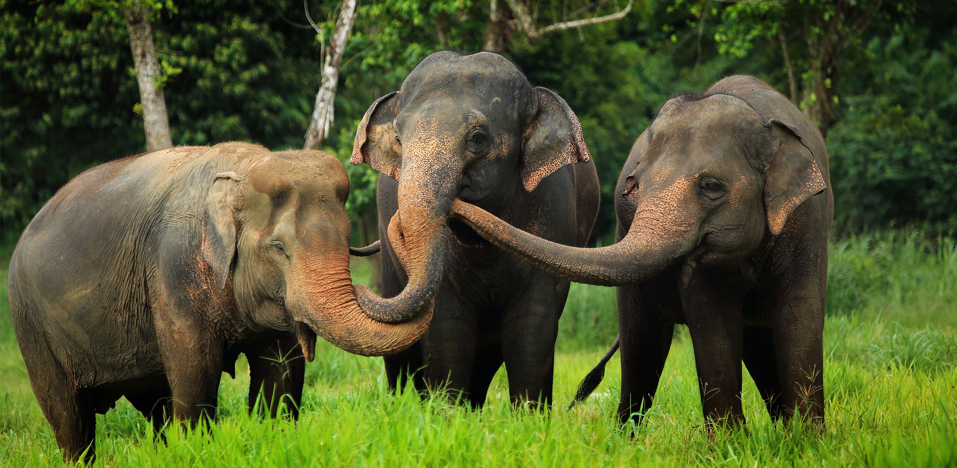 Elefanter, jungle og paradisstrande Thailand | Profil Rejser