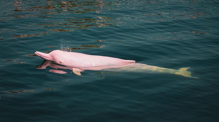 Lysserød delfin boltre sig i Siam Bugten